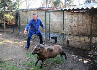 Ağaoğlu’nun Kınalı Kuzusu