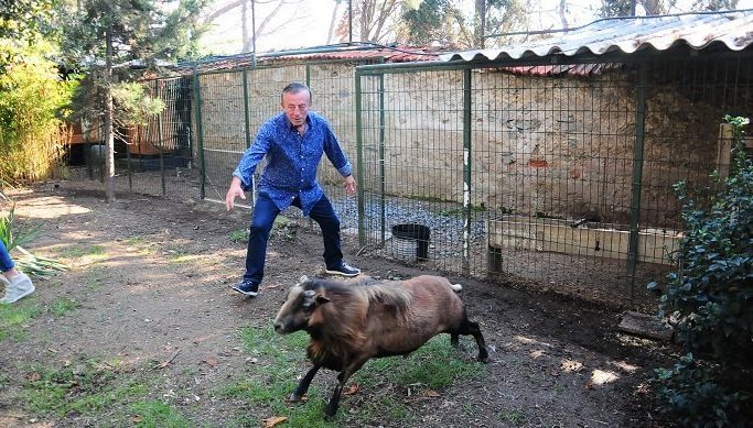 Ağaoğlu’nun Kınalı Kuzusu