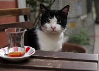 Pera Film’de Yeni Yılın İlk Konuğu Kediler!