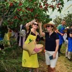 Acarlar’dan Kiraz Festivaliyle Eğitime Destek!