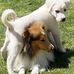 Aşklarım Dünya Güzellerim