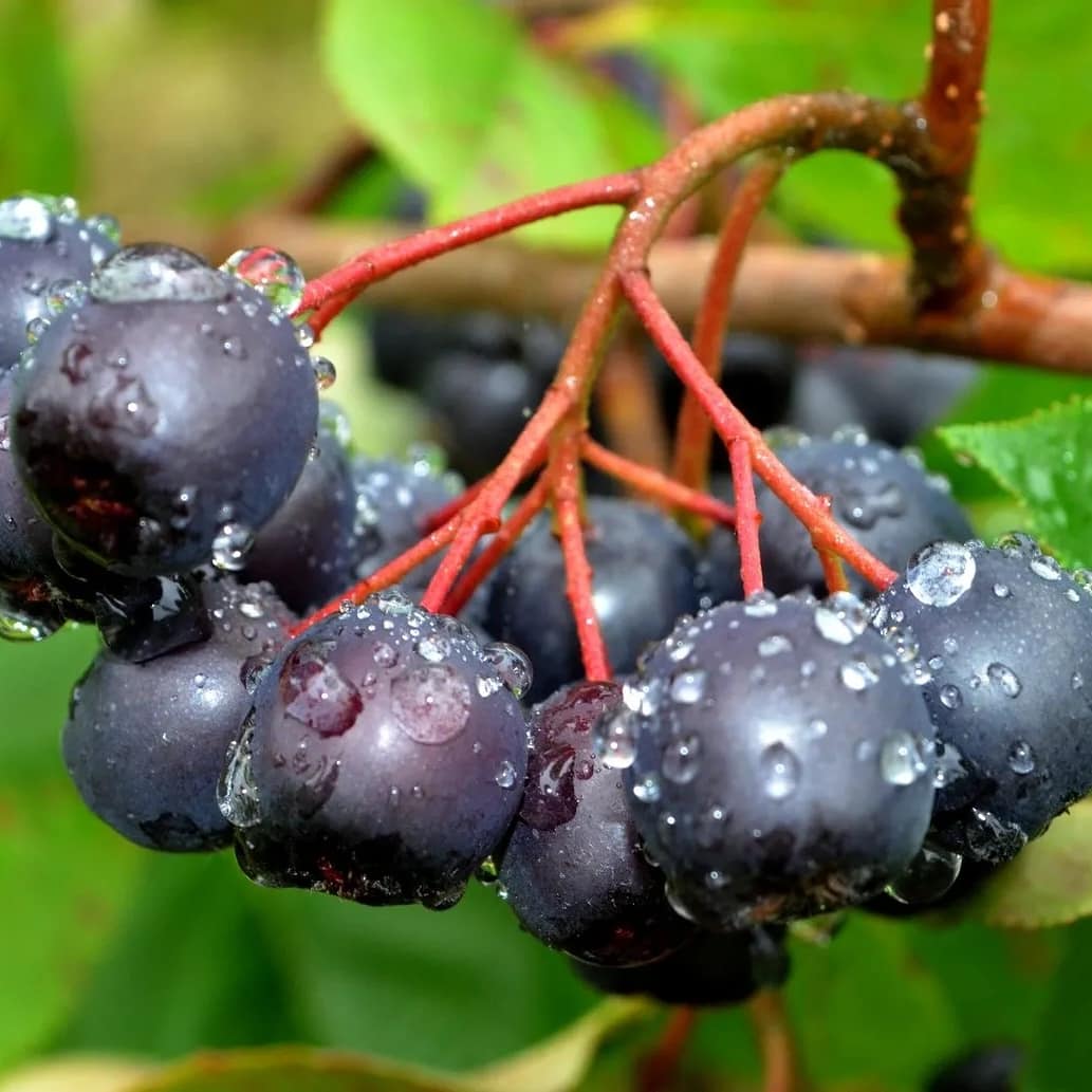 Türk Kadın Girişimci Amerika’da Tereciye Tere Satıyor