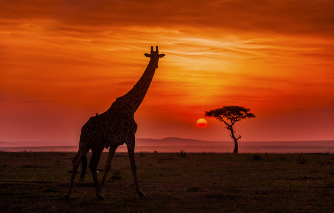 Afrika’ya Çok Özel Yolculuk